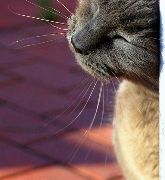 Cats and The Heat - Protecting Your Kitty Against Overheating: bit.ly/2c1P3dW via <a href="/Timeforpaws/">Time For Paws</a> #cats