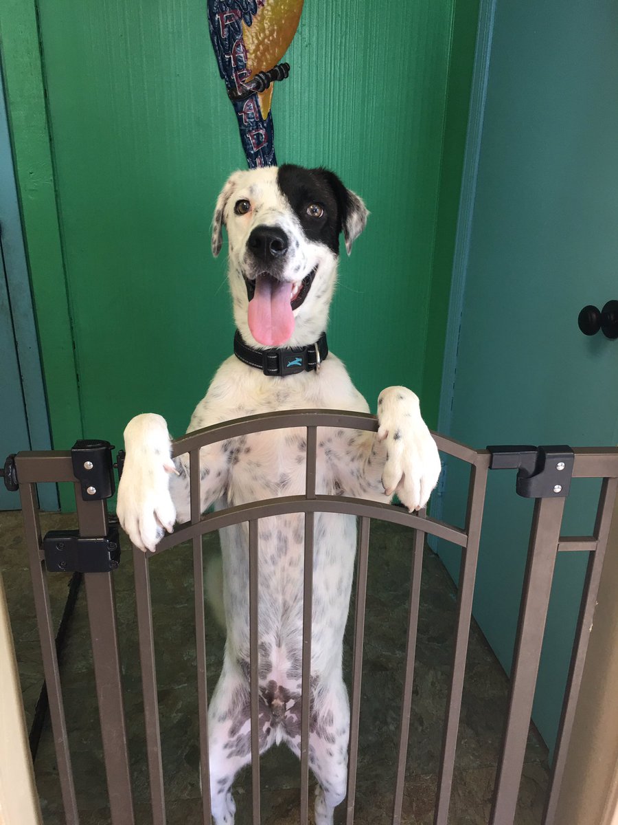 Doggie Paradise (Doggie_Paradise) Twitter