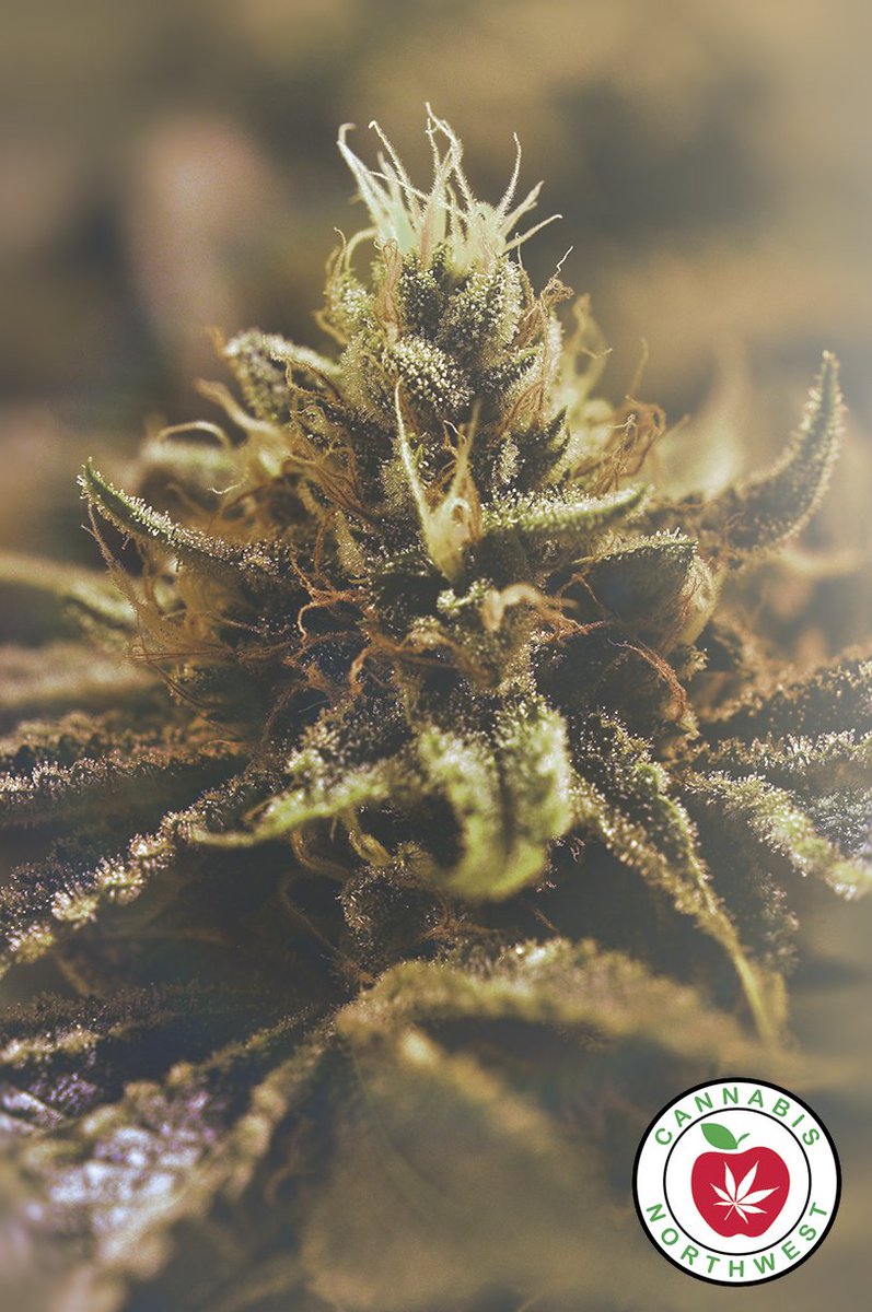 stonecity710's tweet photo. #Cannabis #CannabisNW #WakeAndBakeWednesday #NWC #OGCuts https://t.co/aiUulcylYI