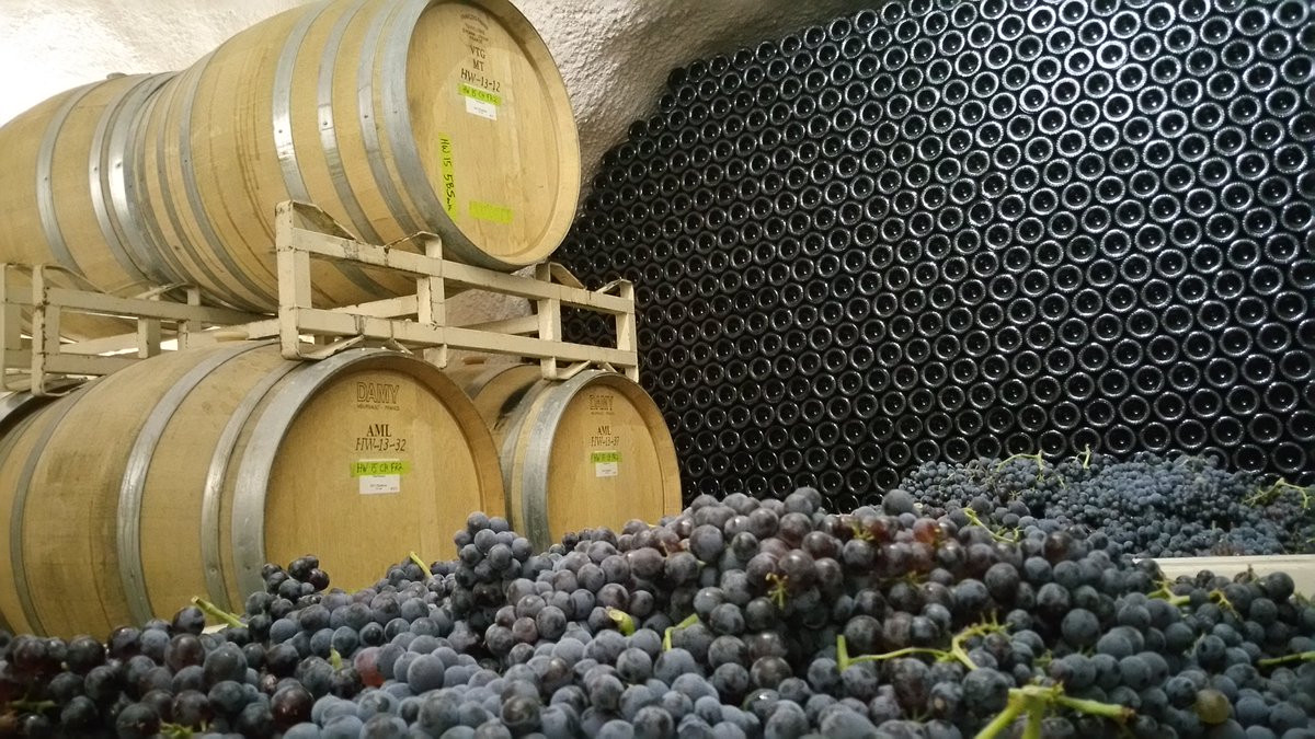 whiterockcaves's tweet photo. Even though our fruit is still ripening on the vines, our Assistant Winemaker, Clayton Kirchhoff's Grenache is here! https://t.co/Vz18zgCm7z