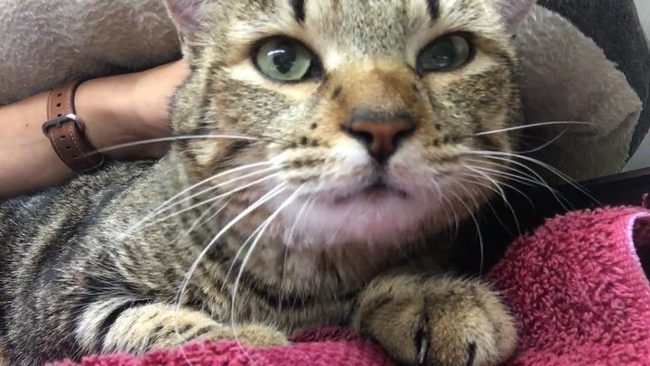 HSSAZ's tweet photo. Anyone looking to adopt a purr machine? 😍 Lola needs a home! #HSSA #arizona #tucson #love #cutie #sheltercatsrock W… https://t.co/B3IBsVPBTF
