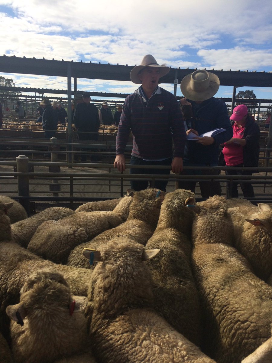 Sheep #wagga selling up to 
$40 dearer topping $166.60 so far