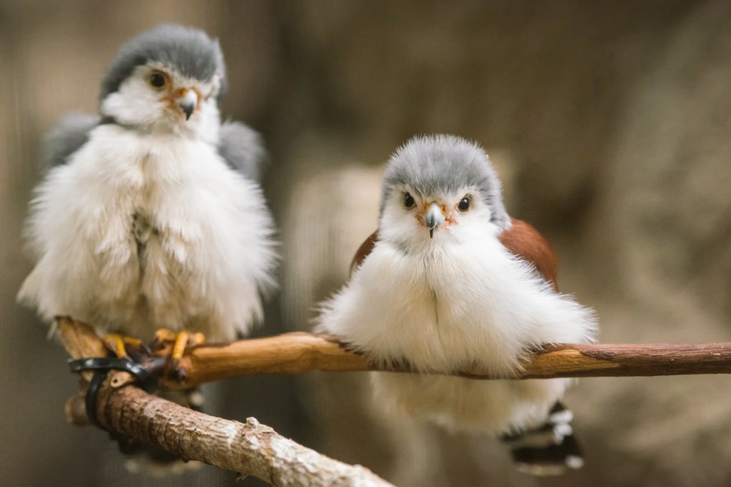 Ava_Av9's tweet image. Thank you always my dear friend
Blessed with peace &amp;amp; joyful

~🌹 @salehhadisalem2