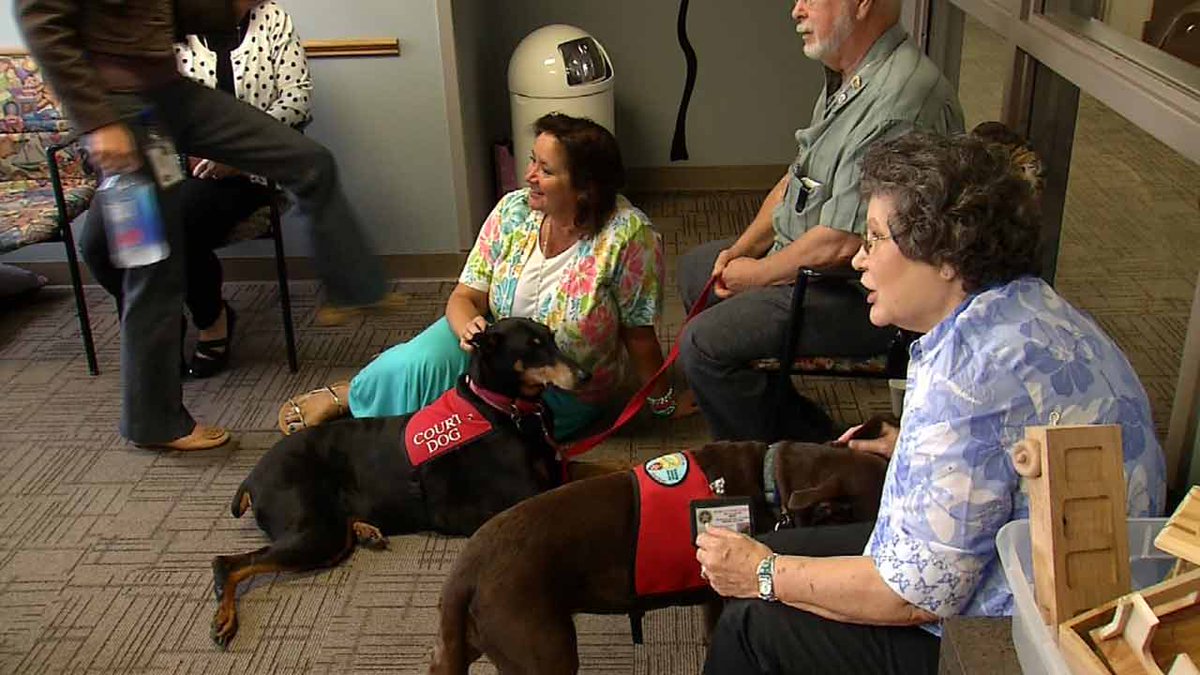NewsOn6's tweet photo. Therapy Dogs Help Children Cope With Courtroom Trauma https://t.co/yXLOlU5O9W https://t.co/UPJZscsSbj