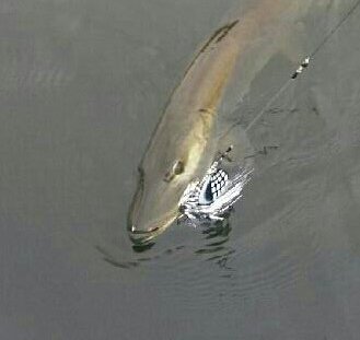 @SidJone27399519 <a href="/sasquatchlureco/">Sasquatch Lure Co.</a> <a href="/lapbass/">MarkE</a>  beauty is only half of it. Strong enough not to let em off 😉