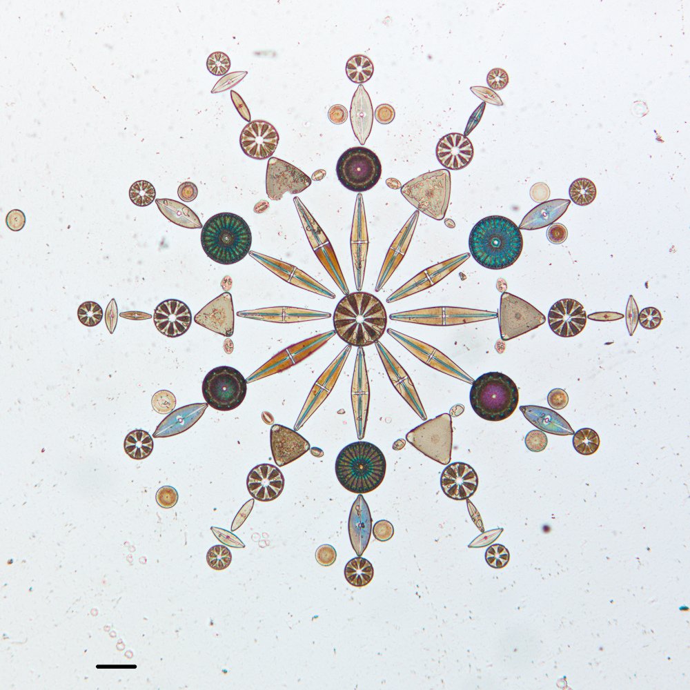 calacademy's tweet image. Big burst of tiny beauty: stained & arranged diatoms (algae) from our Geology dept calacade.my/2bE8olW #sciart