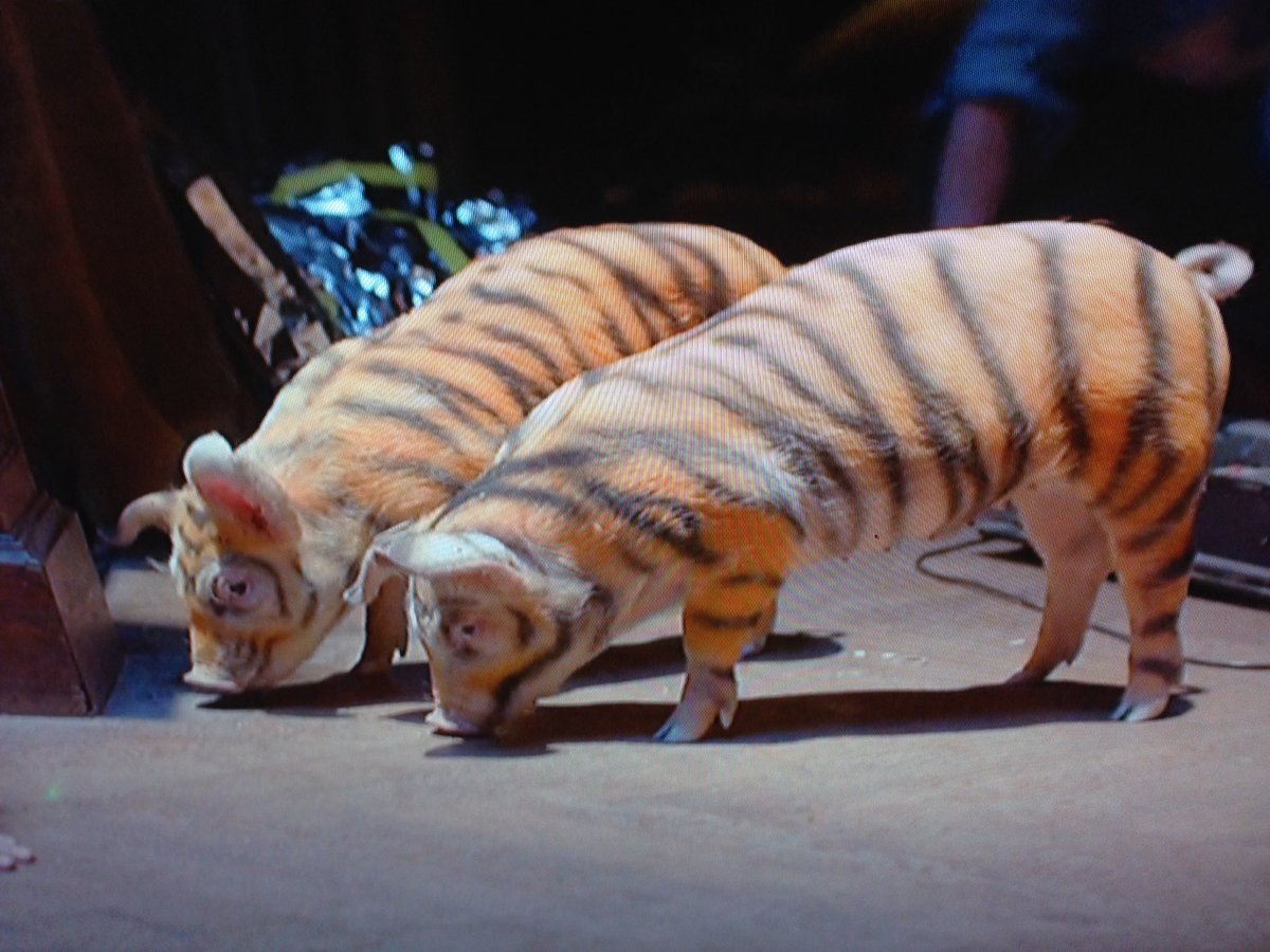 DemiGodAries777's tweet photo. #tigerpigs https://t.co/7lCapTjFoY