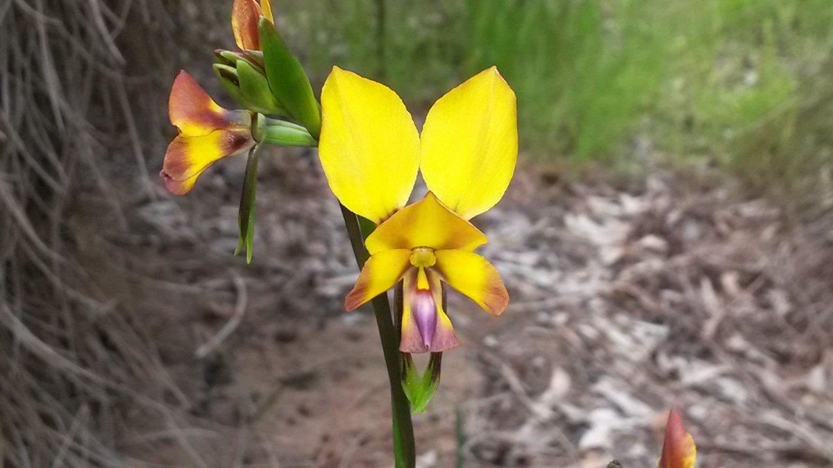 CityofFremantle's tweet photo. Spring is here &amp; so are the wildflowers! Find WA species @ Samson Park #justanotherdayinwa https://t.co/KfNWDhsQ4q https://t.co/hxbxZrvQCU