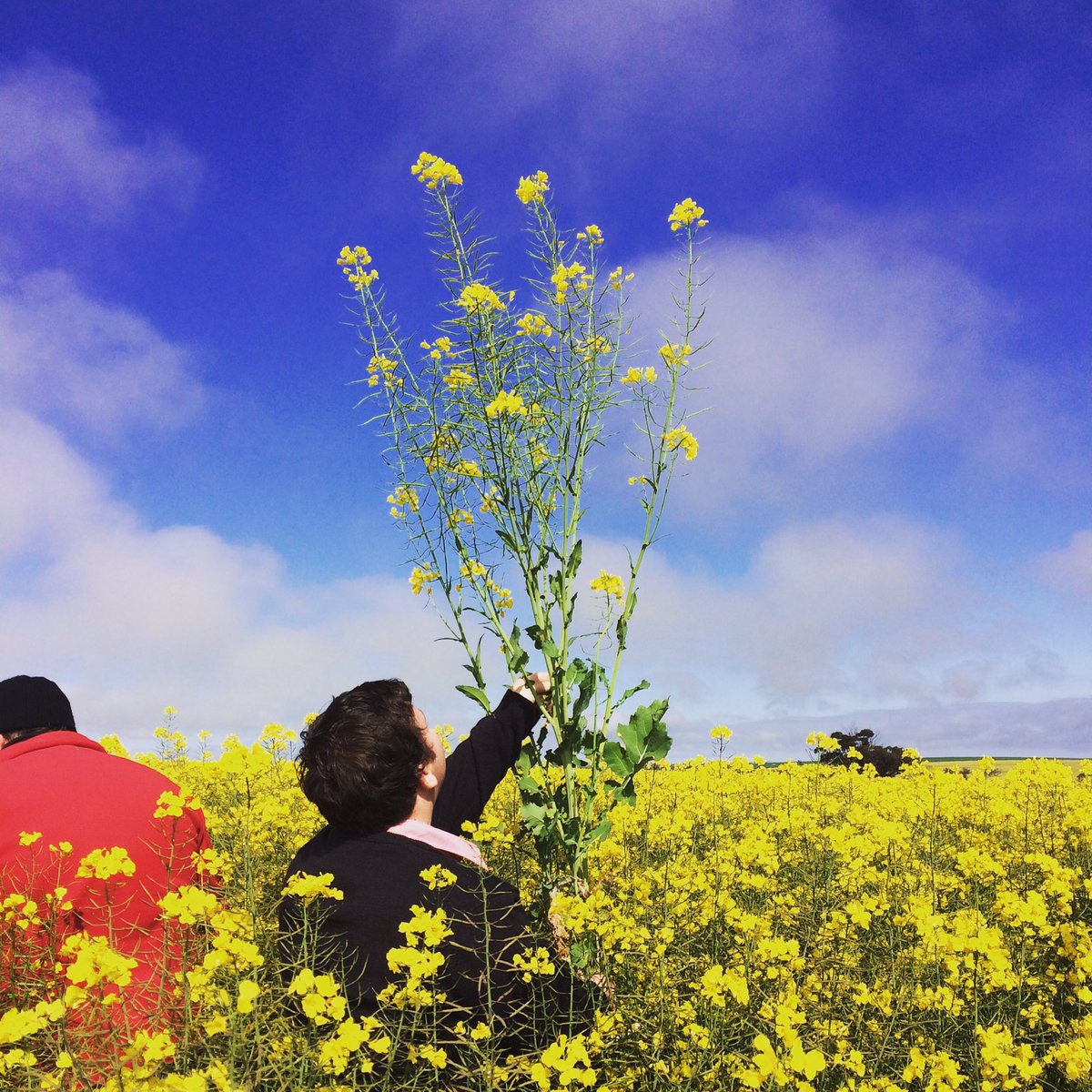 GT53- The variety #EldersAgronomy are keeping their eye on @NuseedAustralia <a href="/originalstinger/">James Bee</a> <a href="/GrahamPage01/">Graham Page</a>