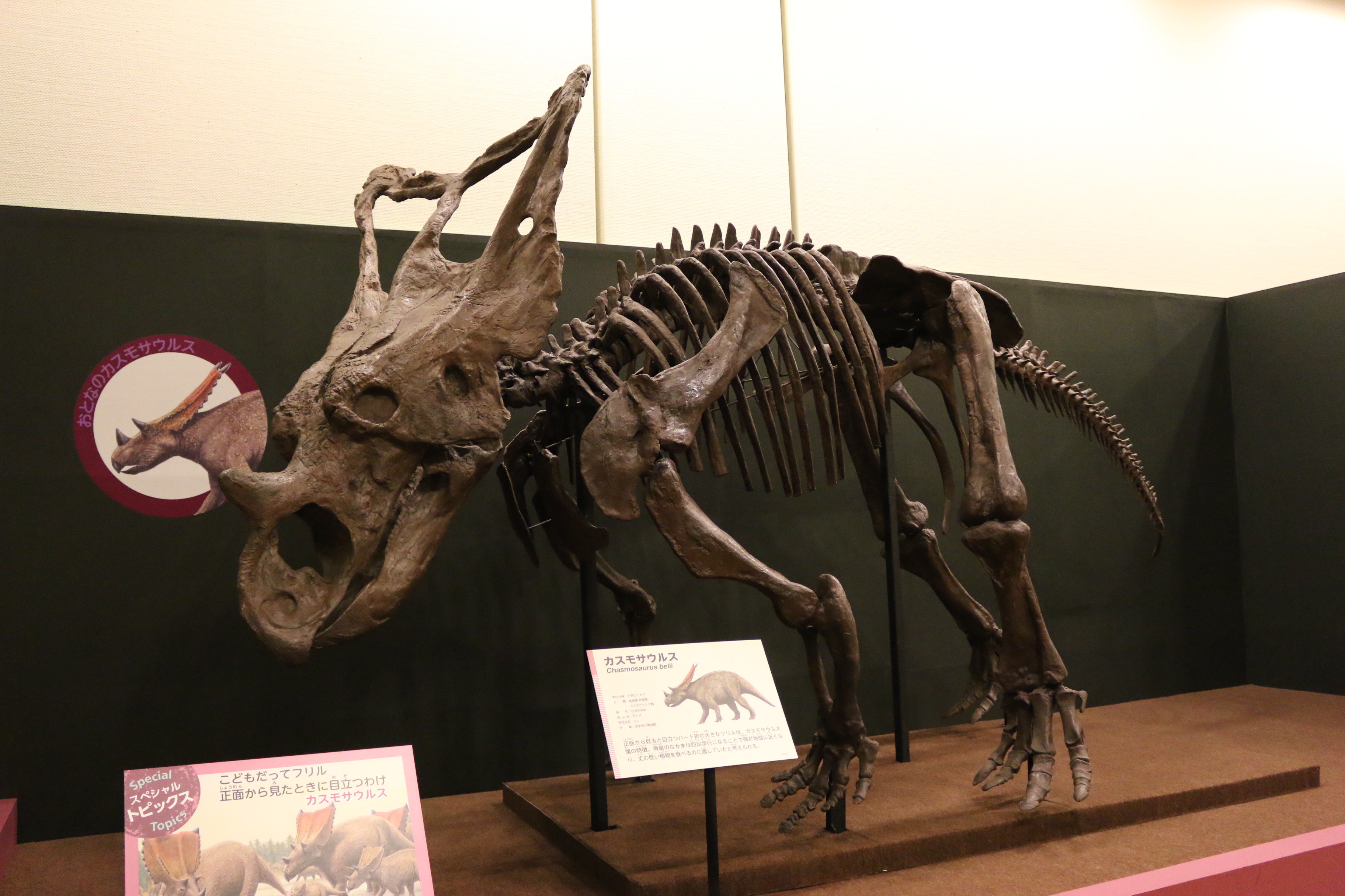 恐竜博16北九州展 大人のカスモサウルス 岩手県立博物館 の骨格 大きく発達したフリル状の骨を赤ちゃん 化石と比べることができます フリルにハート型の穴が空いているのはカスモサウルスの特徴の一つです いのちのたび博物館 恐竜博16 T