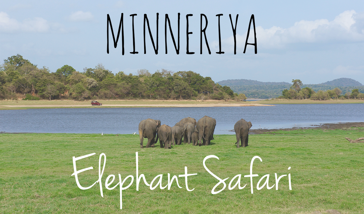 nocompasstravel's tweet photo. LATEST POST: Looking for wild elephants? Head to Minneriya,#SriLanka! Read more here https://t.co/wBNXADd8et #travel https://t.co/oCZkA6Co0B