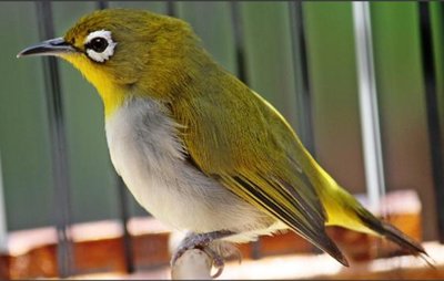 Dededodo Deodeode1 Twitter