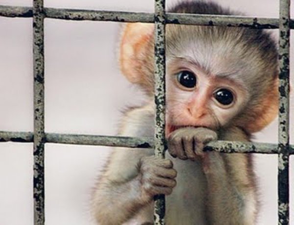 essay about animals in captivity Until recently, the existence of zoos in our society was never something which we thought twice about zoos were widely accepted as educational and. essay about animals in captivity Until recently, the existence of zoos in our society was never something which we thought twice about zoos were widely accepted as educational and.