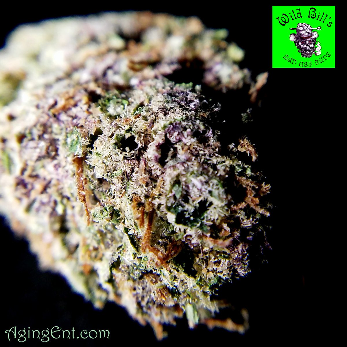 theAgingEnt's tweet photo. #PurpleDiesel @WildBills #BadAssBuds #WAPot
https://t.co/PoqO73Xqt4
#StonerNation #Sativa #Uplift #Rockethead https://t.co/xevYUe9C1n
