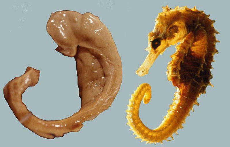 Maria_den's tweet image. The hippocampus (= Latin for seahorse) is called hippocampus because it looks like a seahorse.