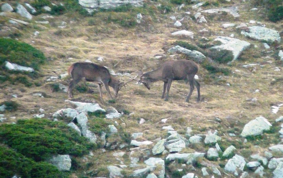 Naturea Cantabria tweet media