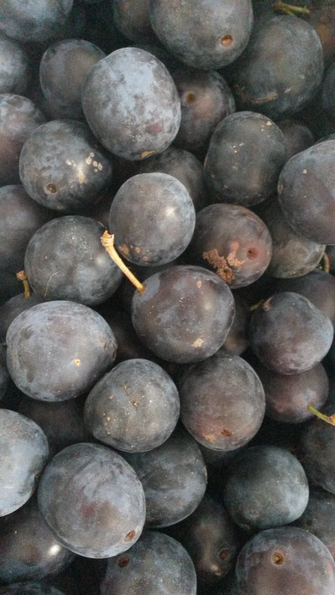 Turpin101's tweet photo. It's September, and there's lots of great produce in season this month. Here's my list: https://t.co/4MnkikWVZJ https://t.co/JFtbUHPoS7