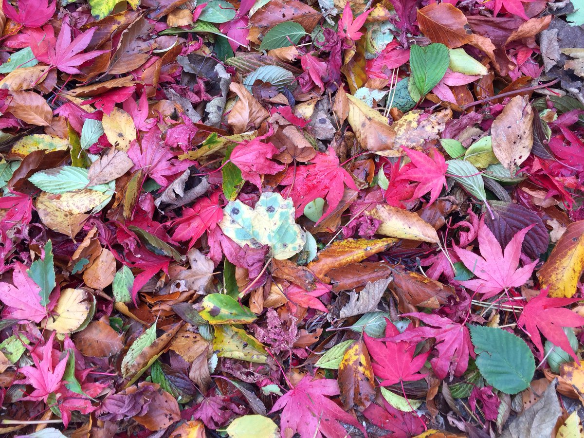 pianotots's tweet photo. All back to school Pianotots... we love Autumn! https://t.co/xDXavkH0x2