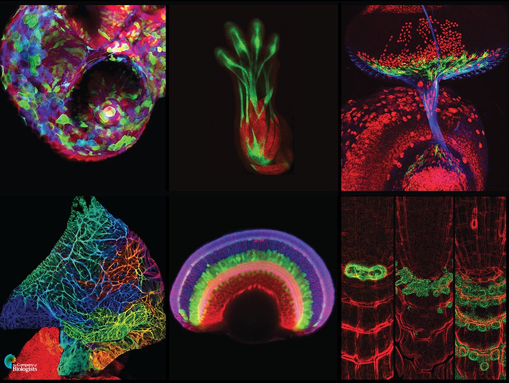Dev_journal's tweet image. In honour of a scientist who transformed developmental biology: Development cover images feat. GFP #RogerTsien