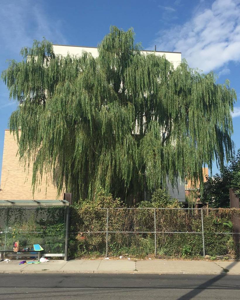 treedomproject's tweet photo. Willows gonna weep https://t.co/nNsSRJm2PG https://t.co/Je89OWvn38