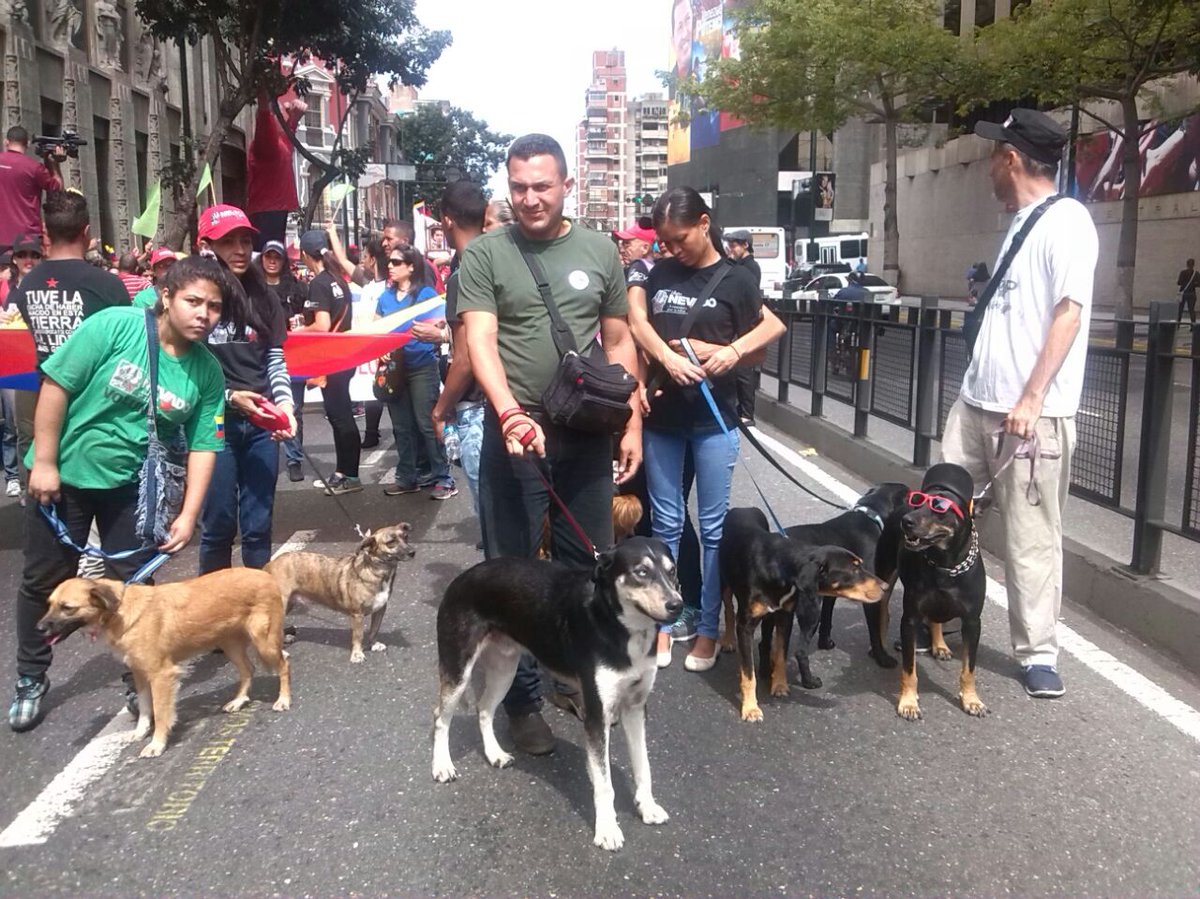 ¡HASTA LOS CANES🐶 DEFIENDEN LA PAZ!
Unos lindos perros de la Misión Nevado acompañan a sus dueños a la Av.Bolívar.