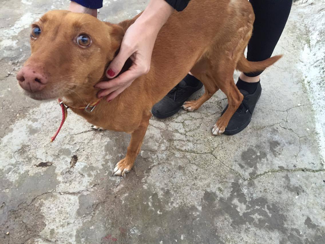 Oli totalmente recuperada de un atropello. Muy buena y bien educada
Busca una familia. Privado para más info #adopta