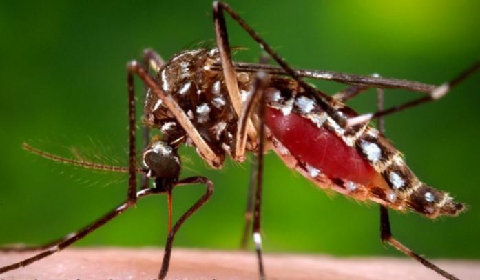3 mosquitoes test positive for #Zika in area of #MiamBeach, Botanical Gardens. bit.ly/2ccbJqF https://t.co/Zb5pDEWNsR