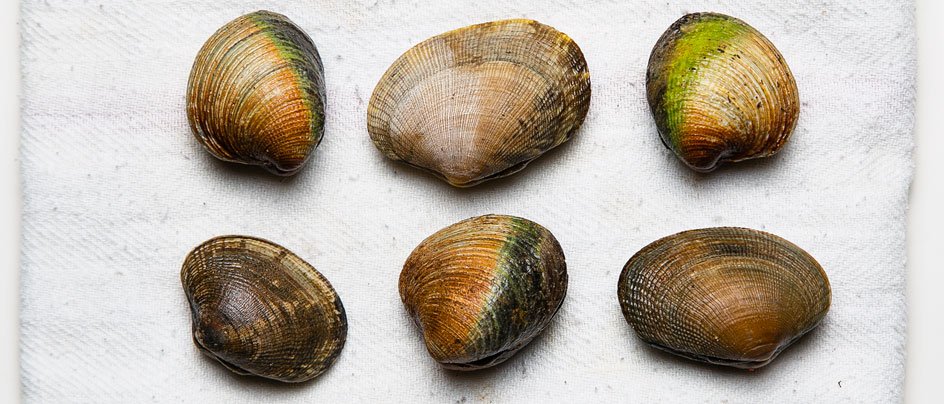 TastingTable's tweet image. Bivalves on the brain? How to clean and store clams, mussels and more bit.ly/2bECRgj