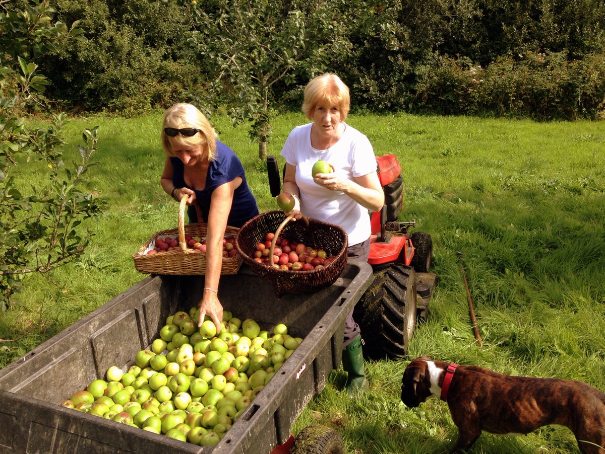 Fiona and Nicky begin harvesting Lambriggan's bumper crops of apples and plums. Beautiful day for it...