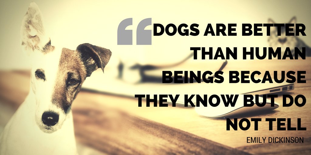 ihfd_tweet's tweet photo. Me know nuthin' hooman :-) #dogs #dogsoftwitter #dogsarelove #dogsarefamily https://t.co/L9dfqLYHWL