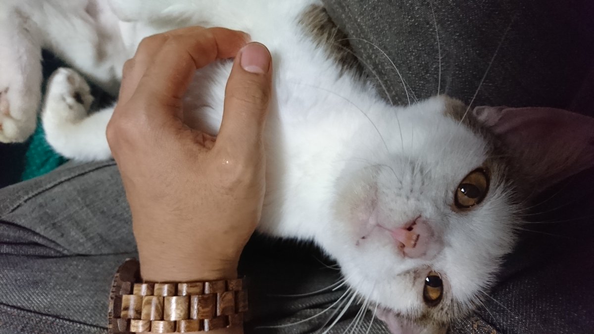 宇宙を目指す重度の猫好きえるぱぱ らんや On Twitter 保護猫紹介 さきこ 成猫避妊済み 人大好きべた慣れです オレンジっぽい瞳が特徴的な子です 左耳裏 左目ヤニダレ治療中 問合せは Https T Co Co12xixhlm 猫色 ボランティア会 室蘭 猫 里親