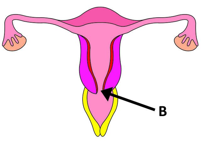 Depth of a womens vagina