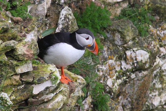 adria_baucells's tweet photo. Puffins bounce back on Lundy! Rat #erradication successful! @RicardoNature https://t.co/ojOslV5H85 @ConservEvidence https://t.co/PE6TbLRdKc