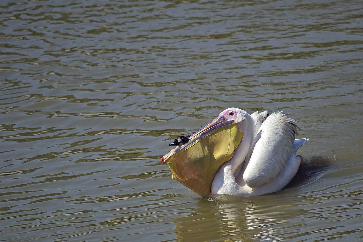I assume it's well known that #pelicans often eat other #birds, mostly