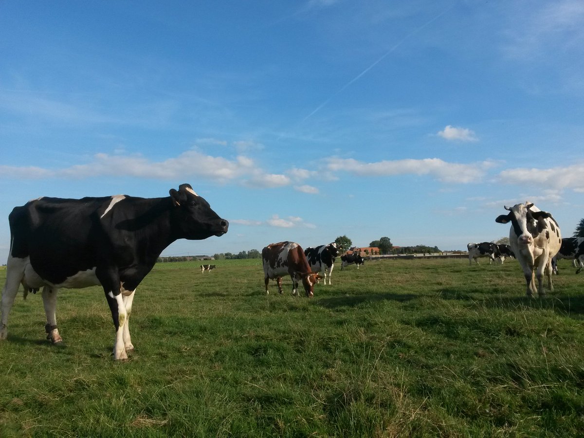 zuidbellegoed's tweet photo. Weet-je-wa-dee:
Deze rauwmelkse #hoeveboter 'stond' drie dagen geleden in de wei ! #weidegang #puurnatuur https://t.co/dV8pGAqwGU