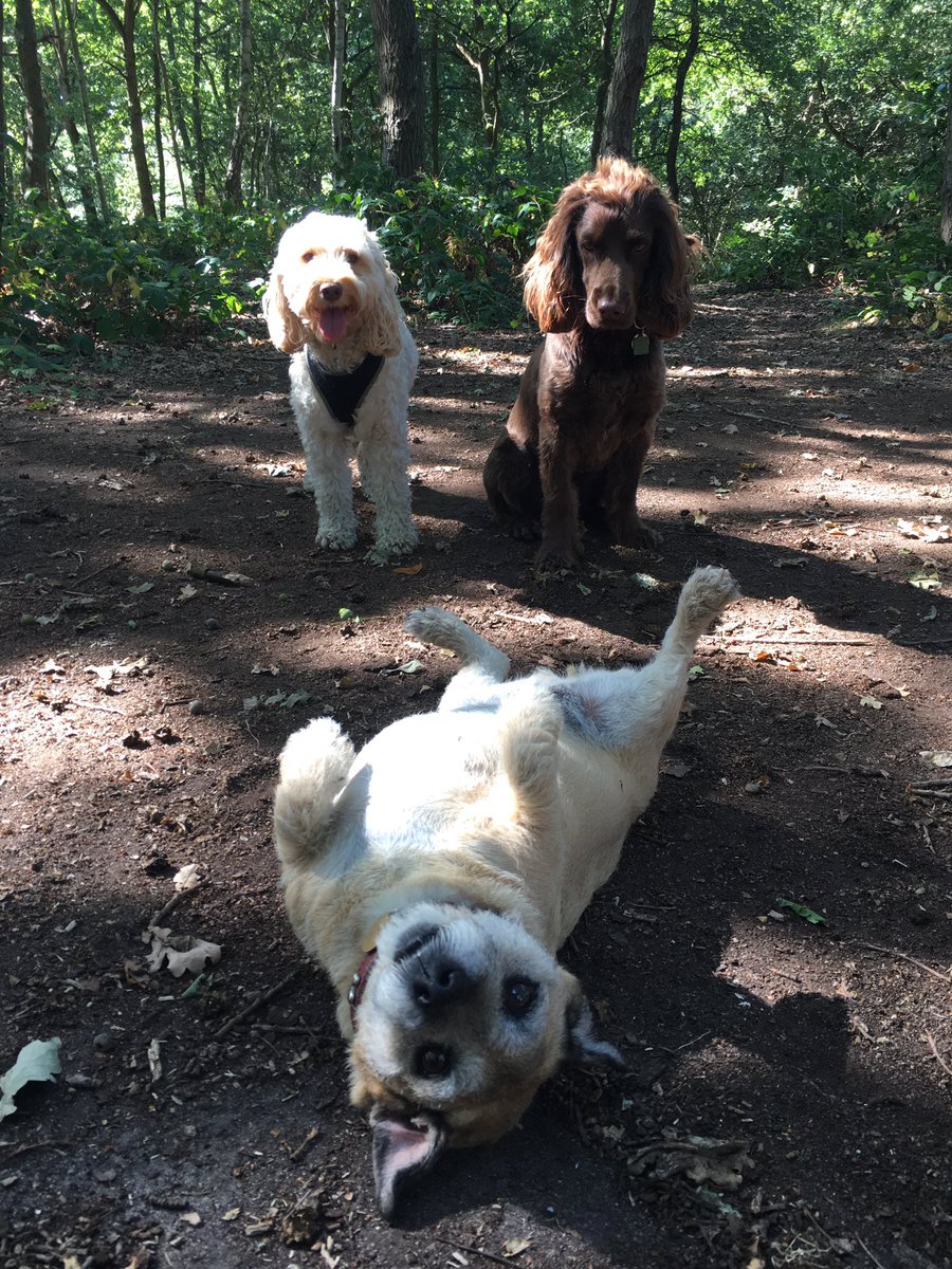 SWLDogWalkers's tweet image. Muffin likes a #BackScratch :) With her friends Honey and Toby @WimbledonCommon @Sophisticruiser