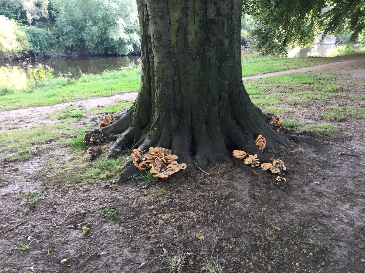 TrickyTechnique's tweet photo. I'm thinking maybe not a good idea to fry these up and slap on my toast... https://t.co/EvxjCrtnlK