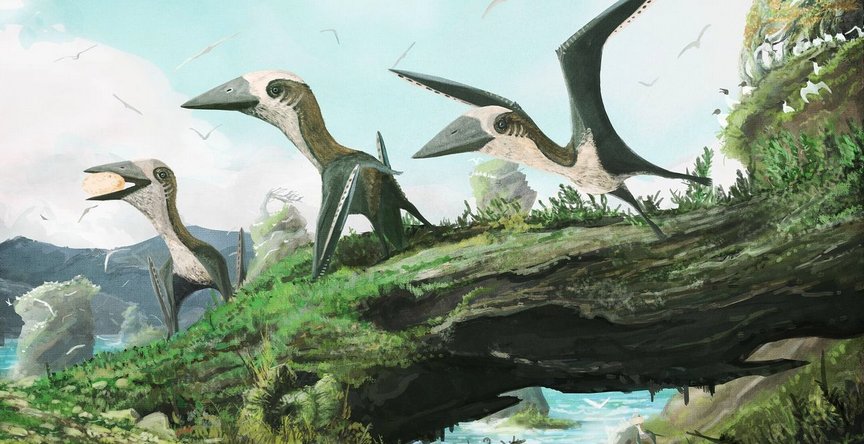 ScienceArtBlog's tweet image. New pterosaur fossil shows birds &amp;amp; small reptiles flew side by side
theconversation.com/our-new-pteros…
Paleo Art by @markwitton