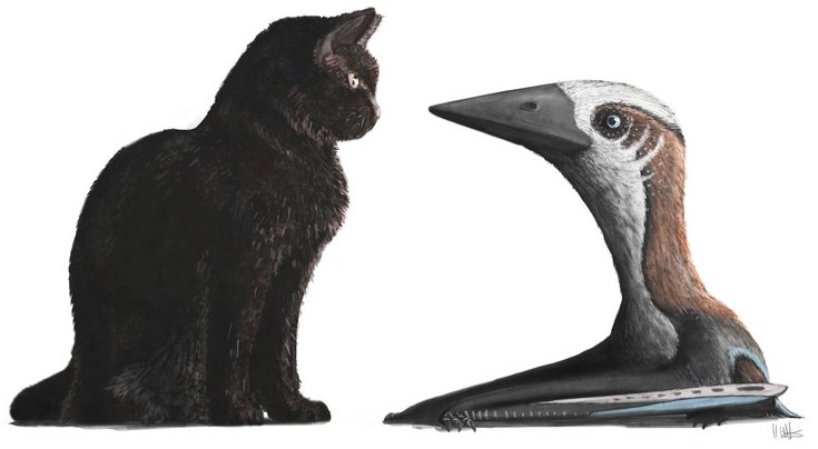 ScienceArtBlog's tweet image. Cat &amp;amp; Pterosaur

Paleo Art by @markwitton

theconversation.com/our-new-pteros…