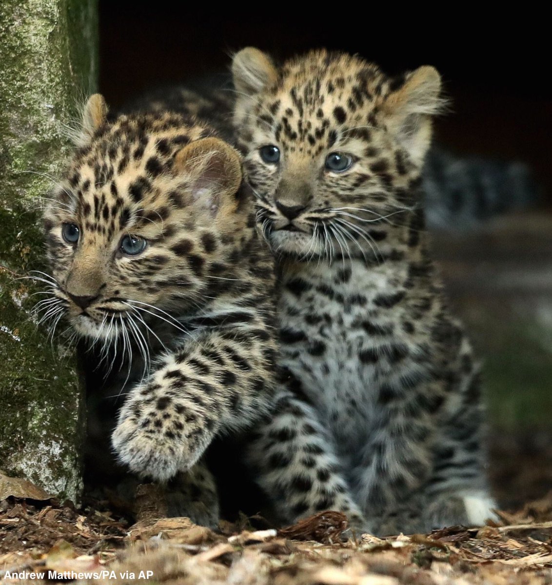 Marwell Zoo: Amur leopard cubs venture outside for first time since