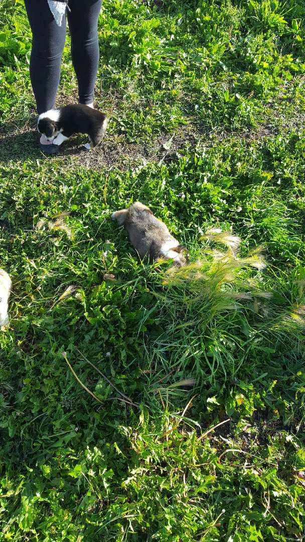 KiddGinger's tweet image. Hope you are having a wonderful trip to pax. Here is the other photo I have for a morning Mac attack @LadyDevann