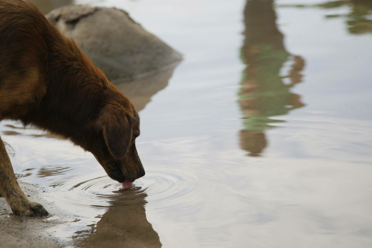 #soscasanare continúa la crisis por el desplome de uno de los puentes principales en el departamento de Casanare.