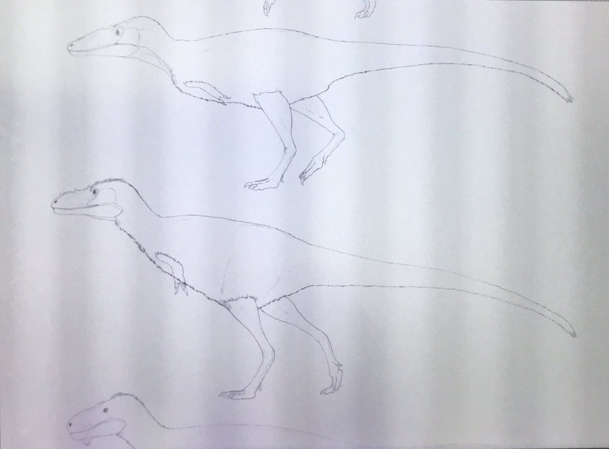 SerpenIllus's tweet image. Doing a poster size plate with ALL Tyrannosauroid #dinosaurs and put it on sale. Ideas? Interested? #paleoart