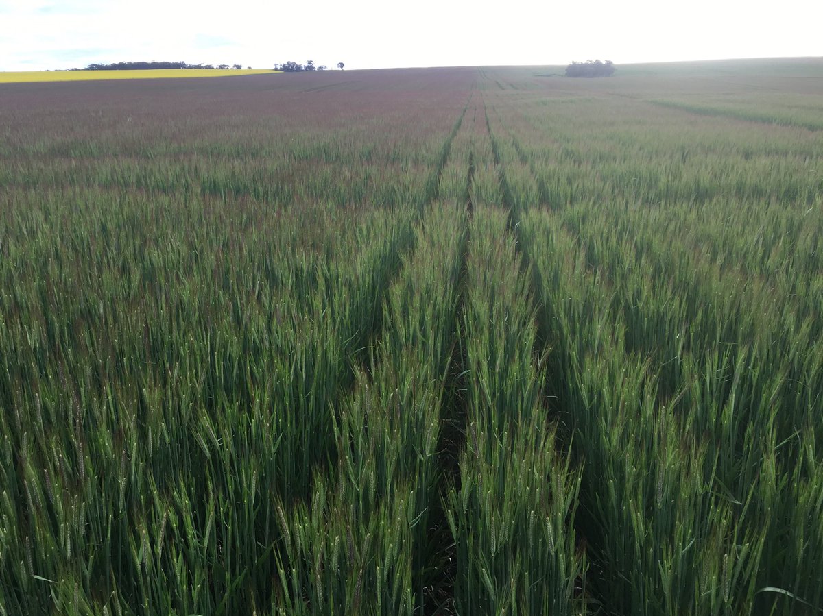 Latrobe maturity is more advanced on the left where it was rock ripped with the reefinator.  🤔