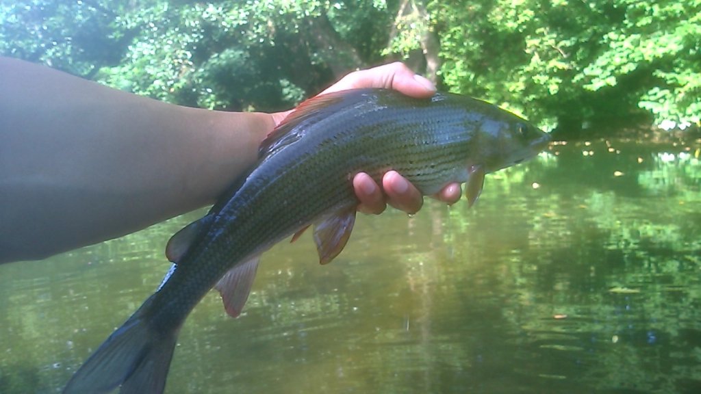 Nice Grayling on cdc #21