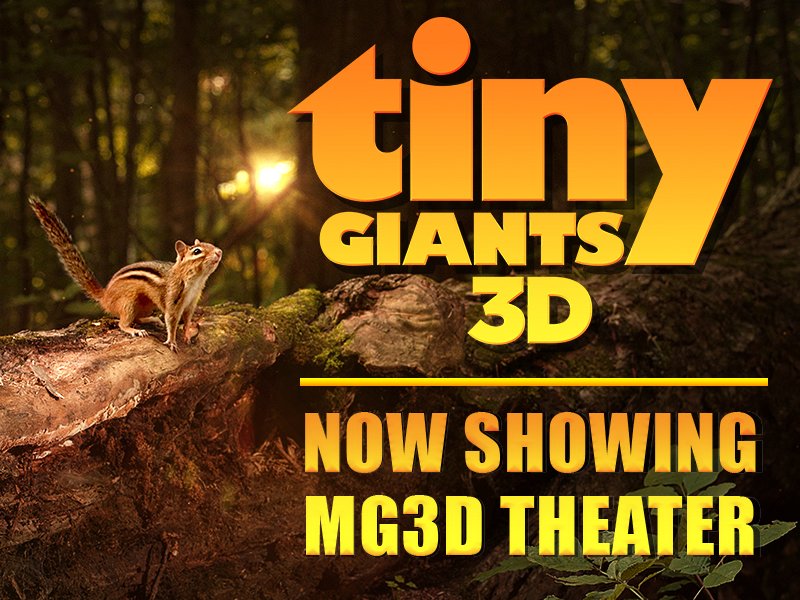 MoodyGardens's tweet photo. These #tiny #TavetaGoldenWeavers have #GIANT talents just like the #TINYGIANTS in our new #MG3D movie! #MGRainforest https://t.co/EJDrWHtpCl