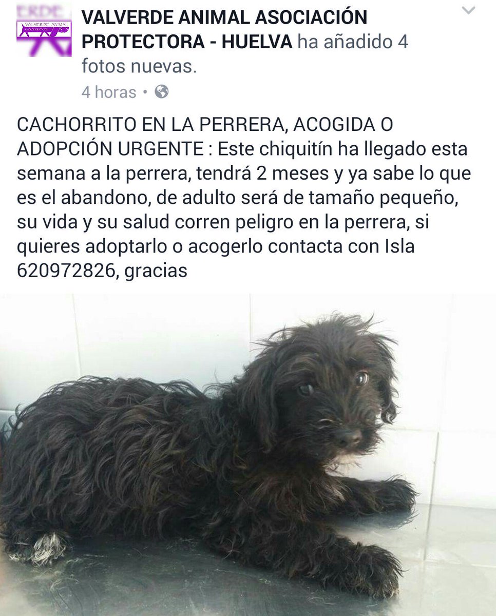 S.O.S cachorrito cruce de aguas en perrera. Tendrá dos meses +info y contacto en la foto #EnAdopcion