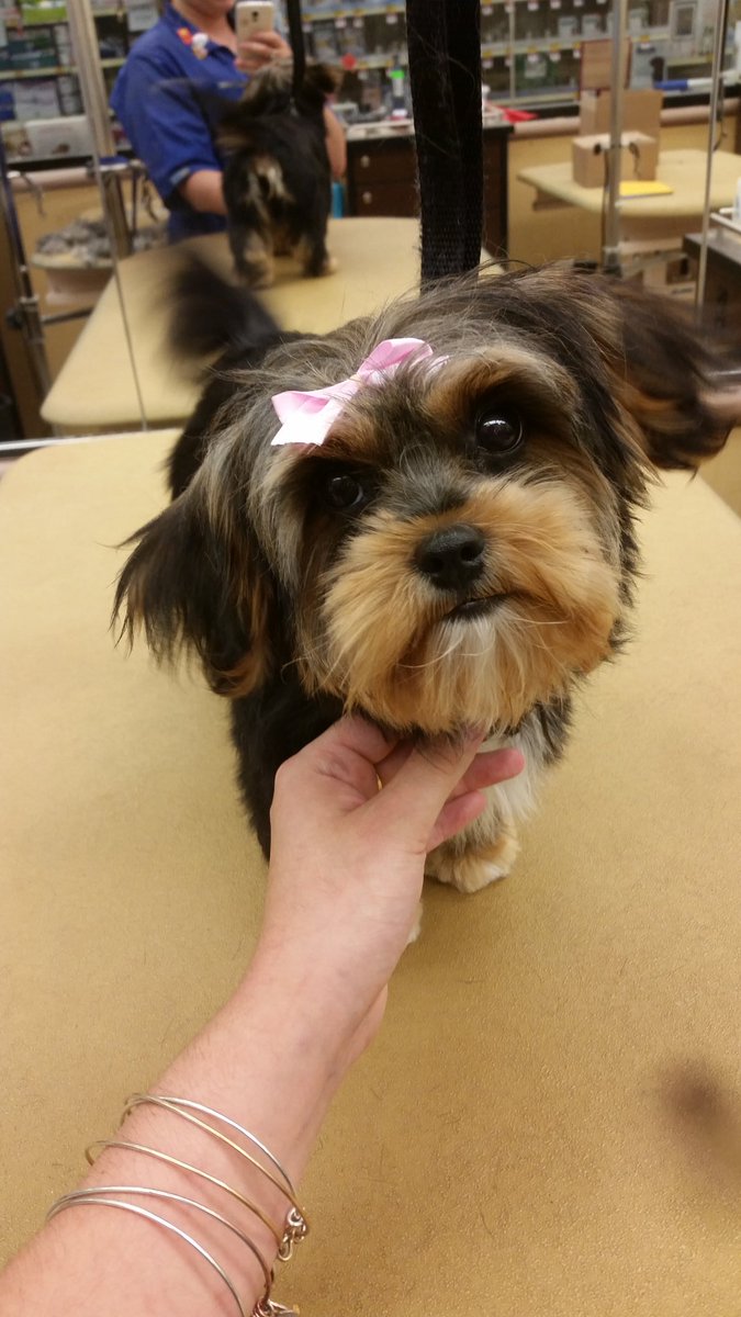 Petsmart1167 tweet media