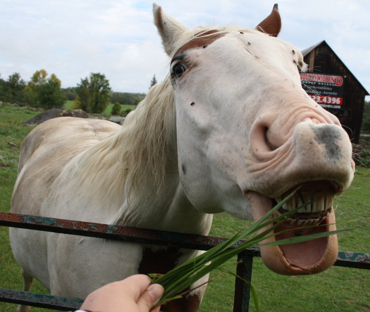 AlvarezHipica's tweet photo. El cuidado de la dentadura del caballo >> https://t.co/64jG4dEtET https://t.co/BmNE4e2Xde