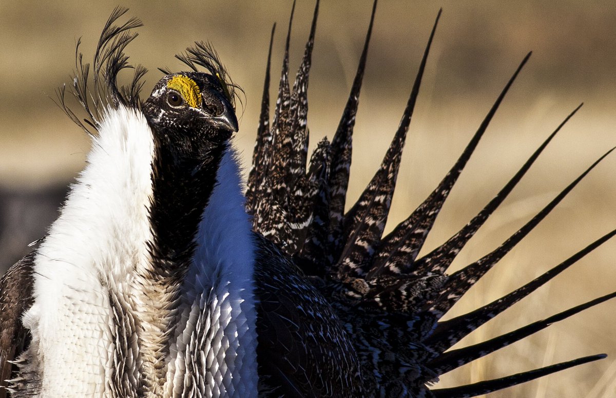 BLMNational's tweet photo. BLM conserves sagebrush for the people and animals who depend on it https://t.co/DiOWVKjxzd #YourPublicLands https://t.co/5MHBV2FksA